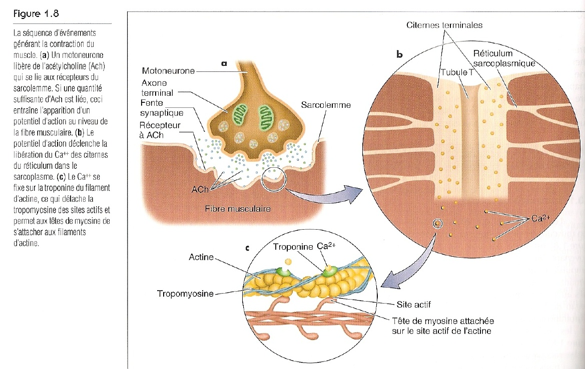 physiologie neuromusculaire 1ere st2s